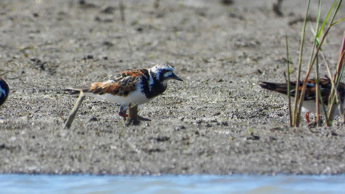 Ruddy Turnstone - Patrik Spáčil