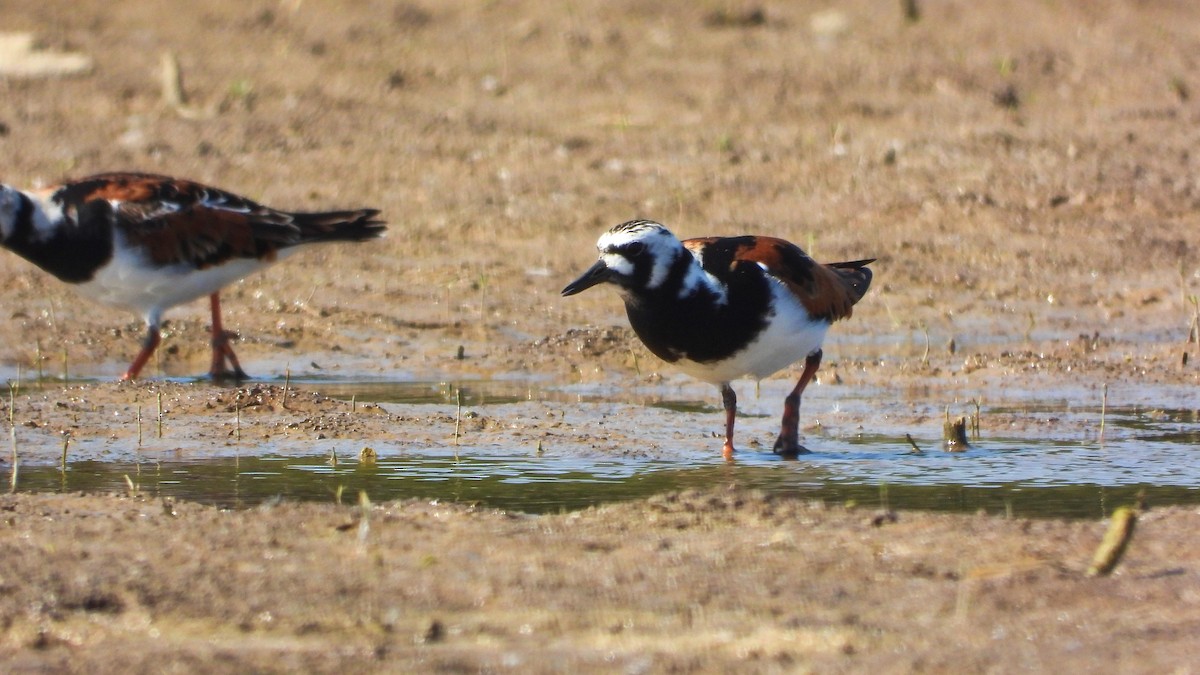 Ruddy Turnstone - Patrik Spáčil