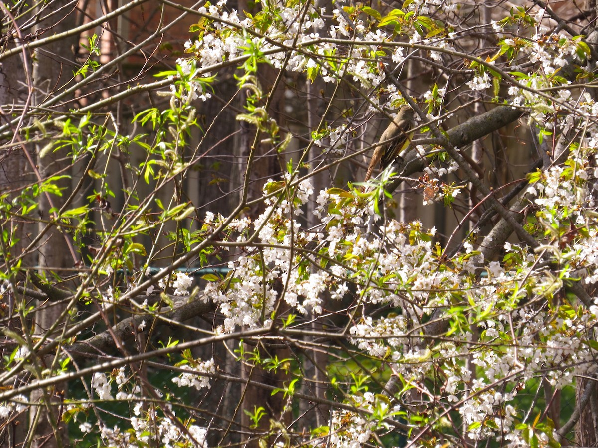 Great Crested Flycatcher - ML618264042