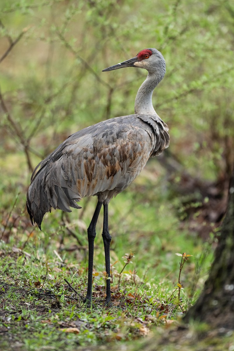 Sandhill Crane - michael hirsch