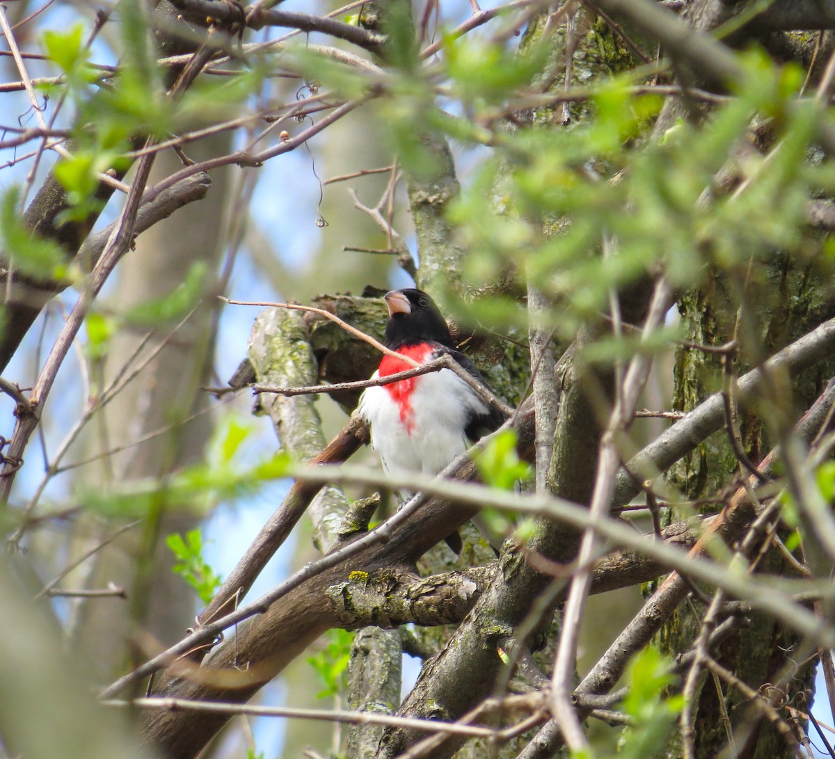 Rose-breasted Grosbeak - ML618264054