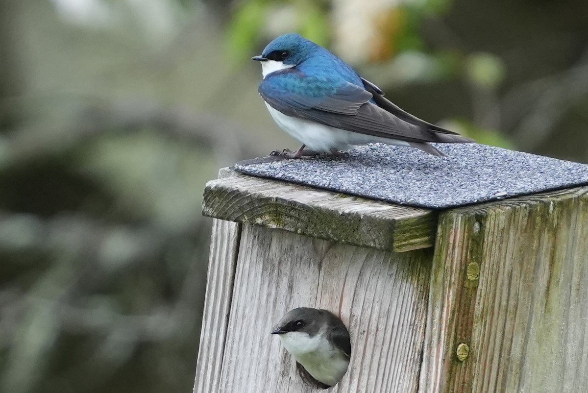 Tree Swallow - Emily Mackevicius