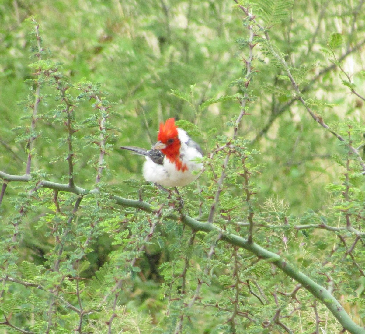 Red-crested Cardinal - cynthia arenas