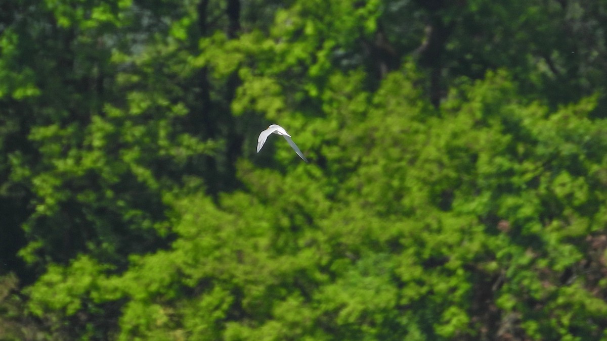 Little Tern - Patrik Spáčil