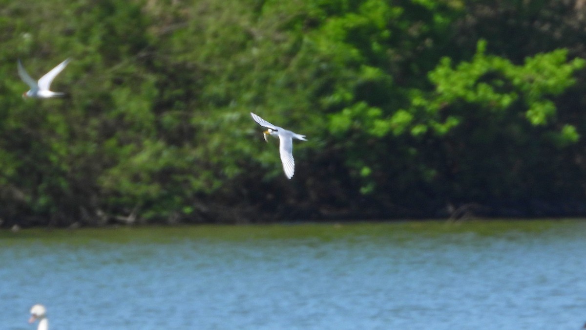 Little Tern - ML618264077