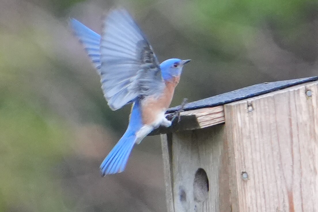 Eastern Bluebird - Emily Mackevicius