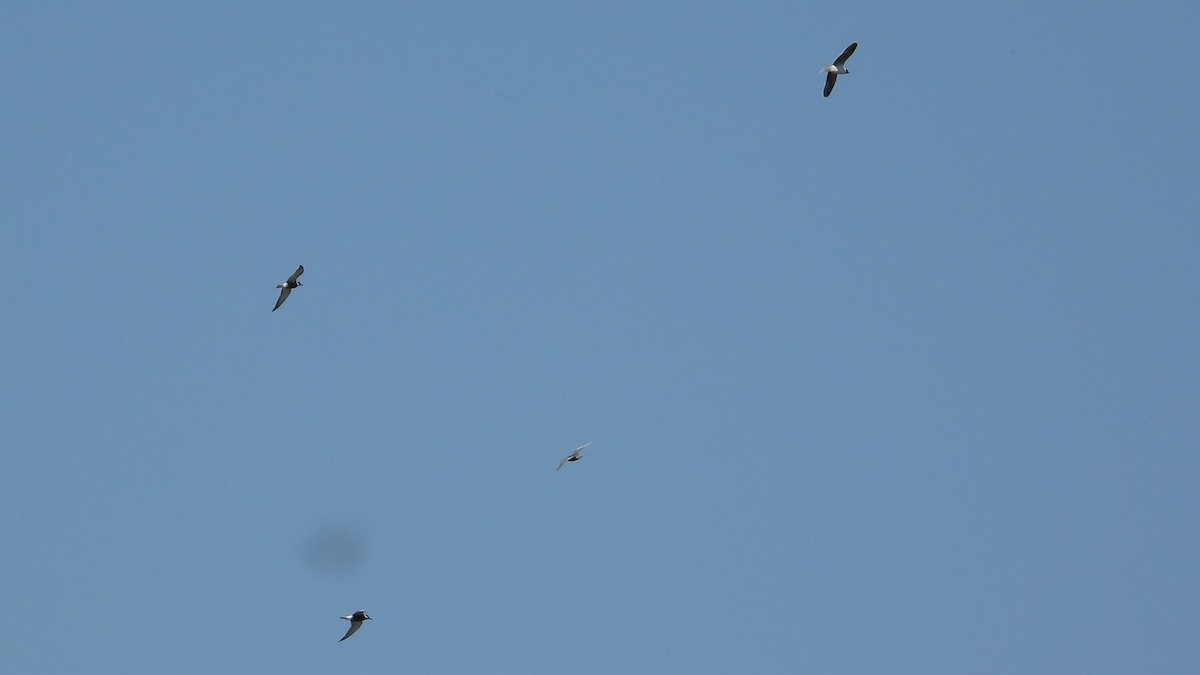 Whiskered Tern - ML618264089