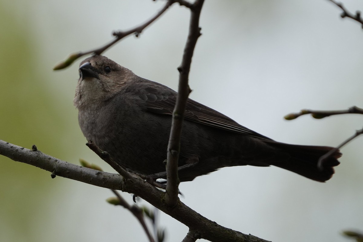 Brown-headed Cowbird - Emily Mackevicius