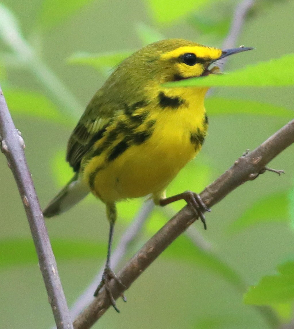 Prairie Warbler - Phillip Wallace