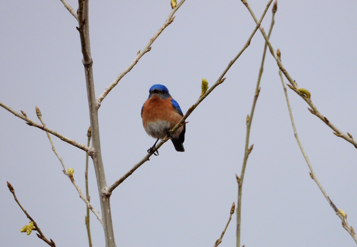 Eastern Bluebird - Marc Belliard