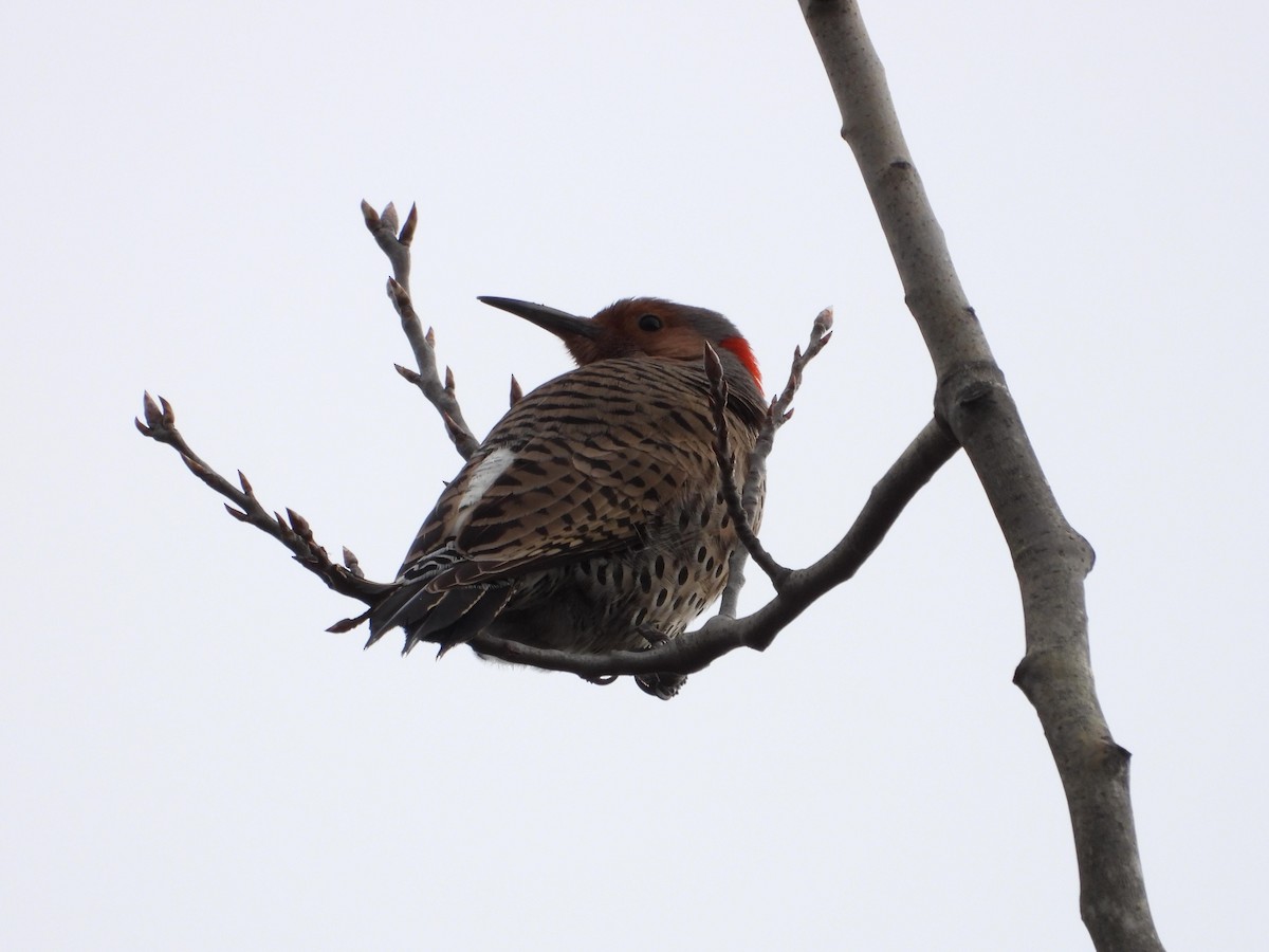 Northern Flicker - Marc Belliard