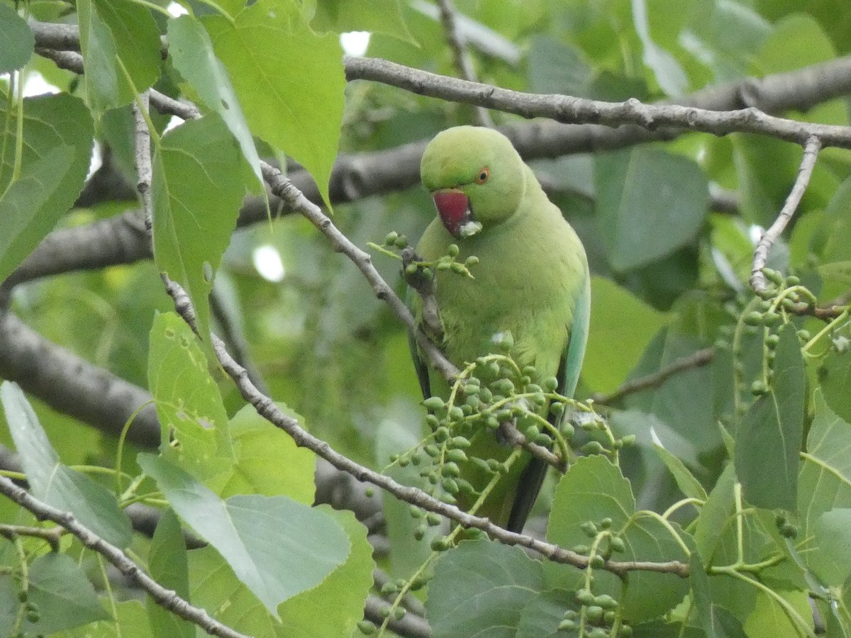 Rose-ringed Parakeet - Luke Knutson