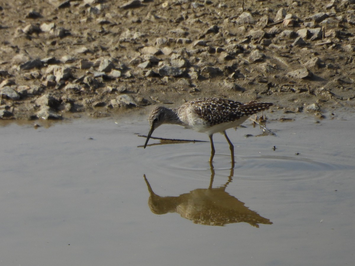 Wood Sandpiper - Prof Chandan Singh Dalawat