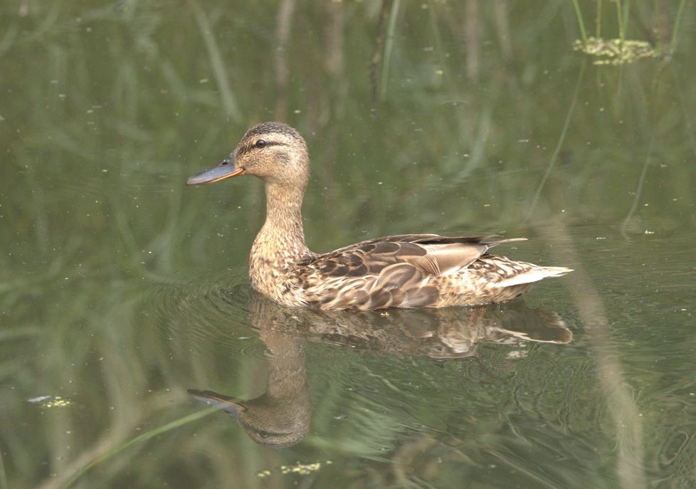 Mallard - Assaf Levy