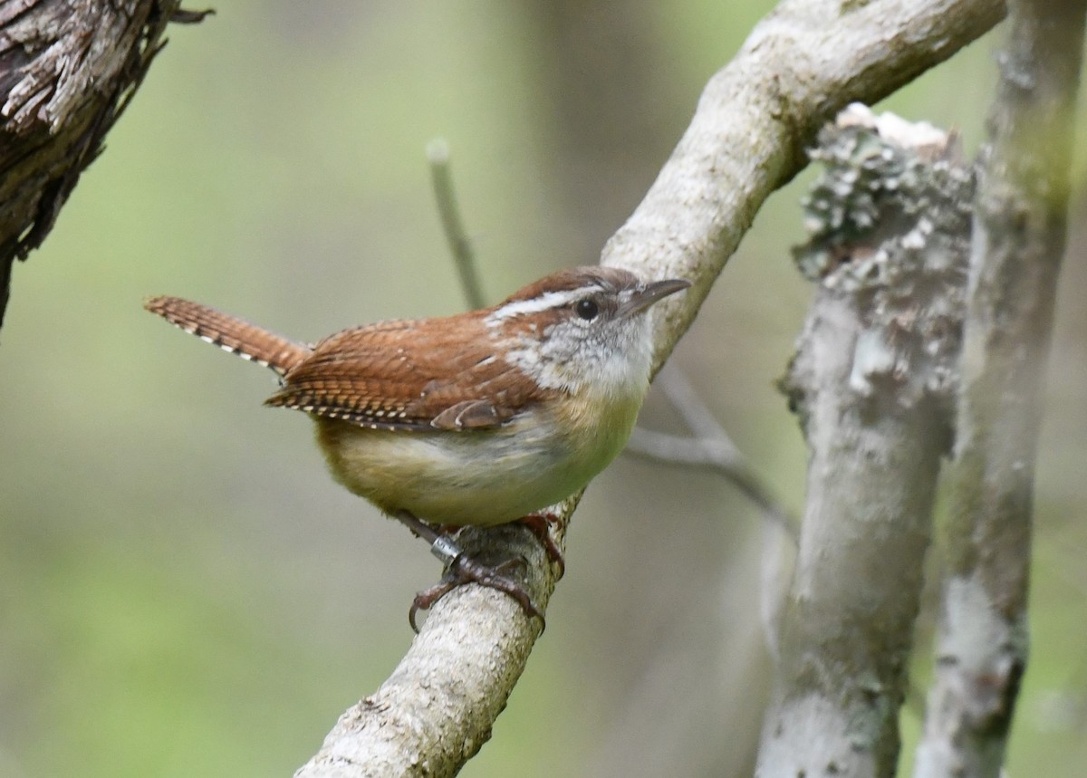 Carolina Wren - Carolyn Holland