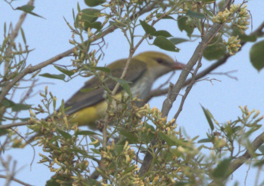 Eurasian Golden Oriole - Assaf Levy