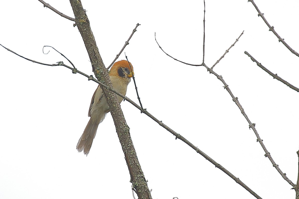 Spot-breasted Parrotbill - Tushar Tripathi