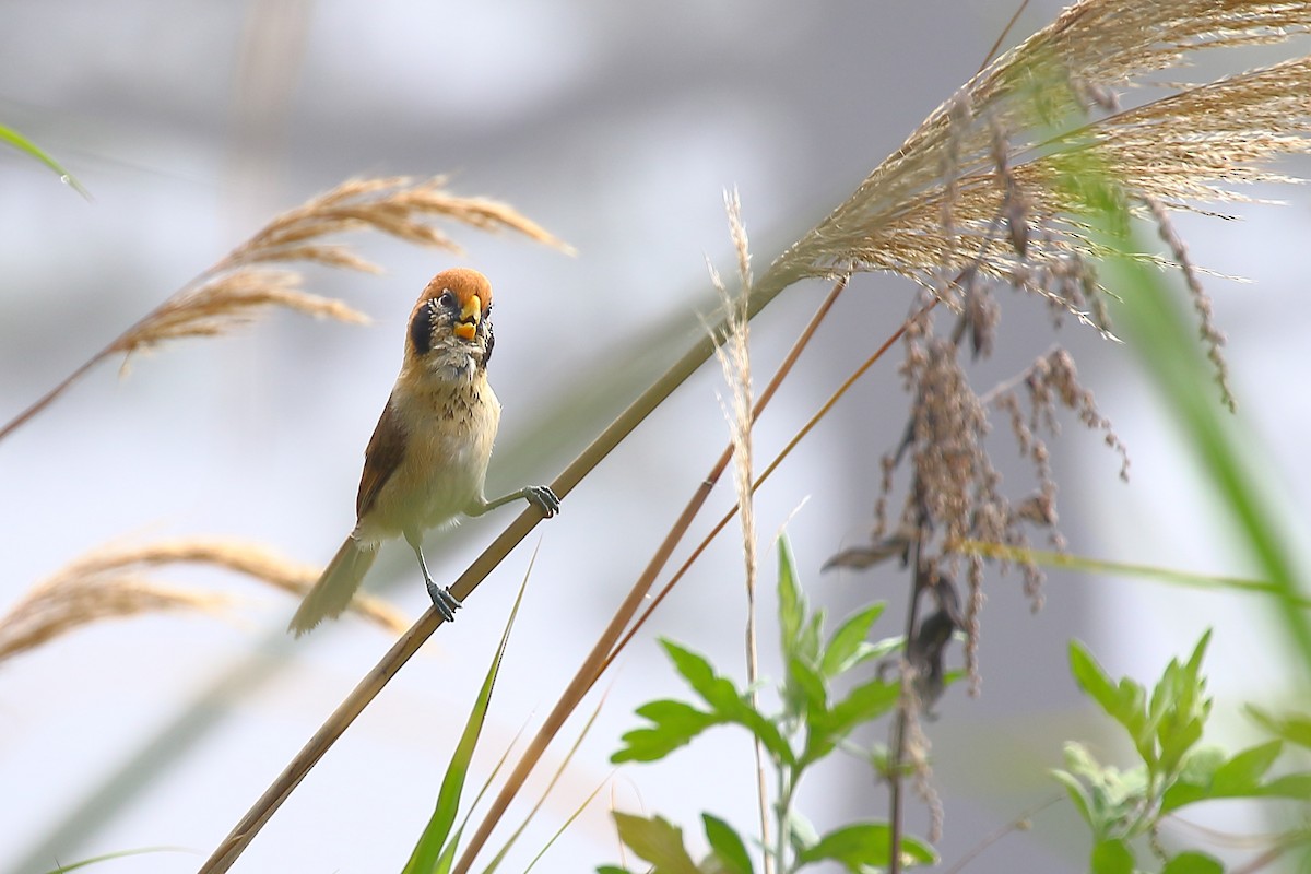 Spot-breasted Parrotbill - ML618264184