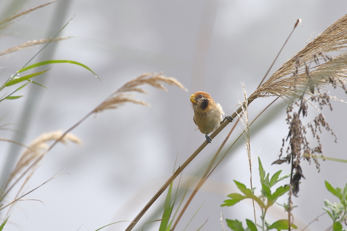 Spot-breasted Parrotbill - Tushar Tripathi