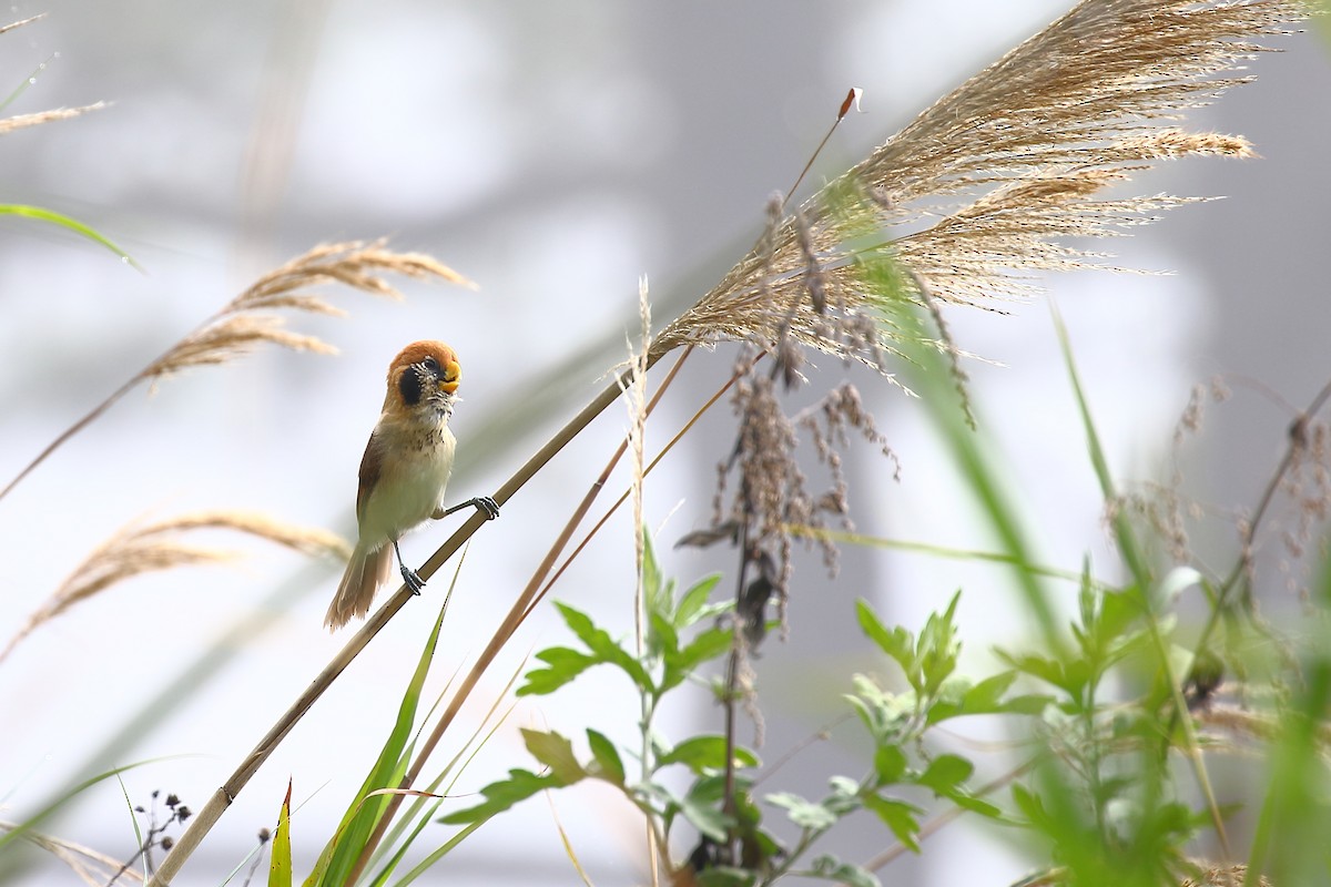 Spot-breasted Parrotbill - ML618264189