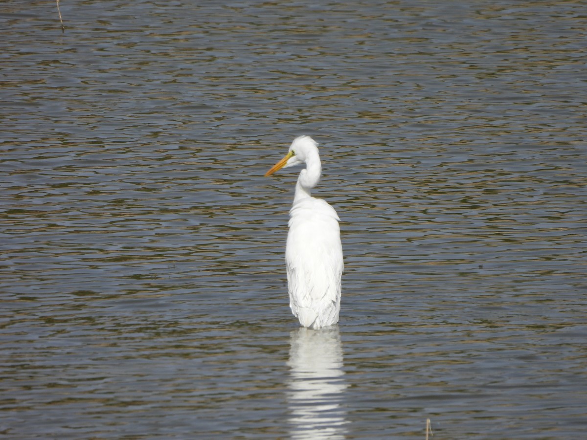 Great Egret - ML618264191