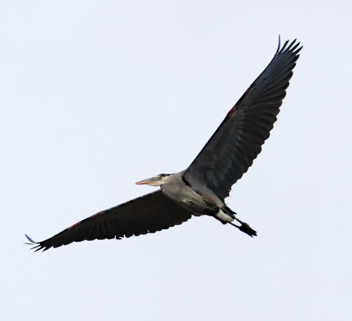 Great Blue Heron - Charlotte Byers