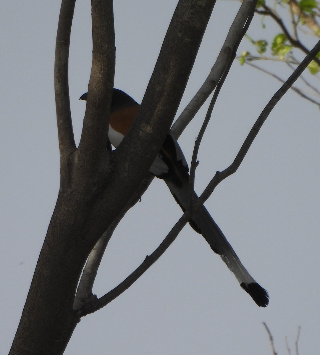 Rufous Treepie - Prof Chandan Singh Dalawat