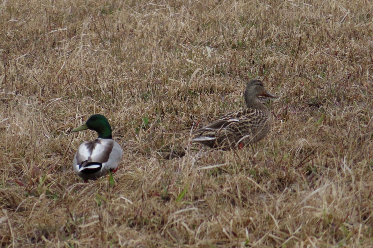 Mallard - Sylvie Gagnon