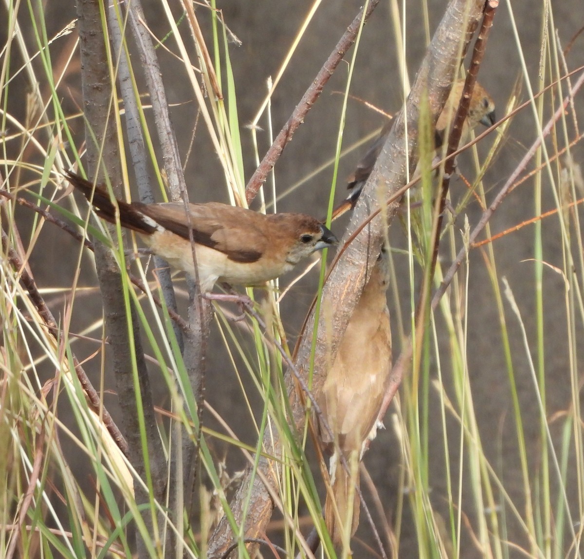 Indian Silverbill - Prof Chandan Singh Dalawat