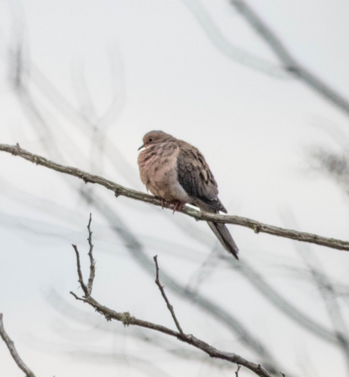 Mourning Dove - Amanda Dulworth