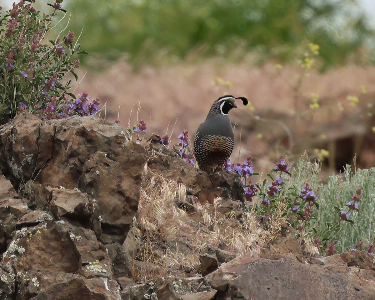 California Quail - Charlotte Byers