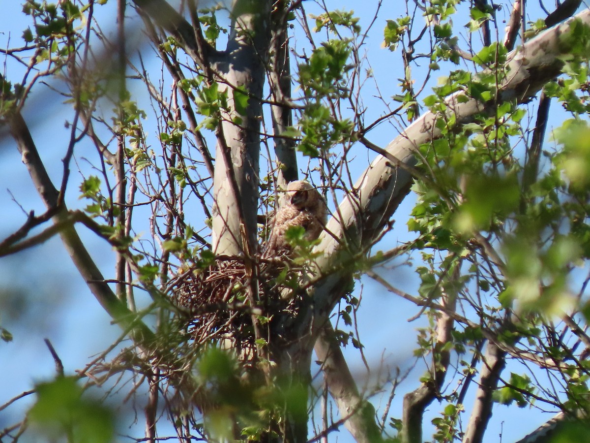 Great Horned Owl - Doug Graham