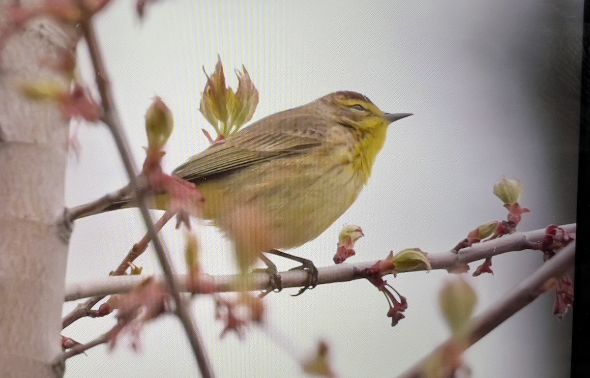 Palm Warbler (Western) - Always An Adventure Inc. Team