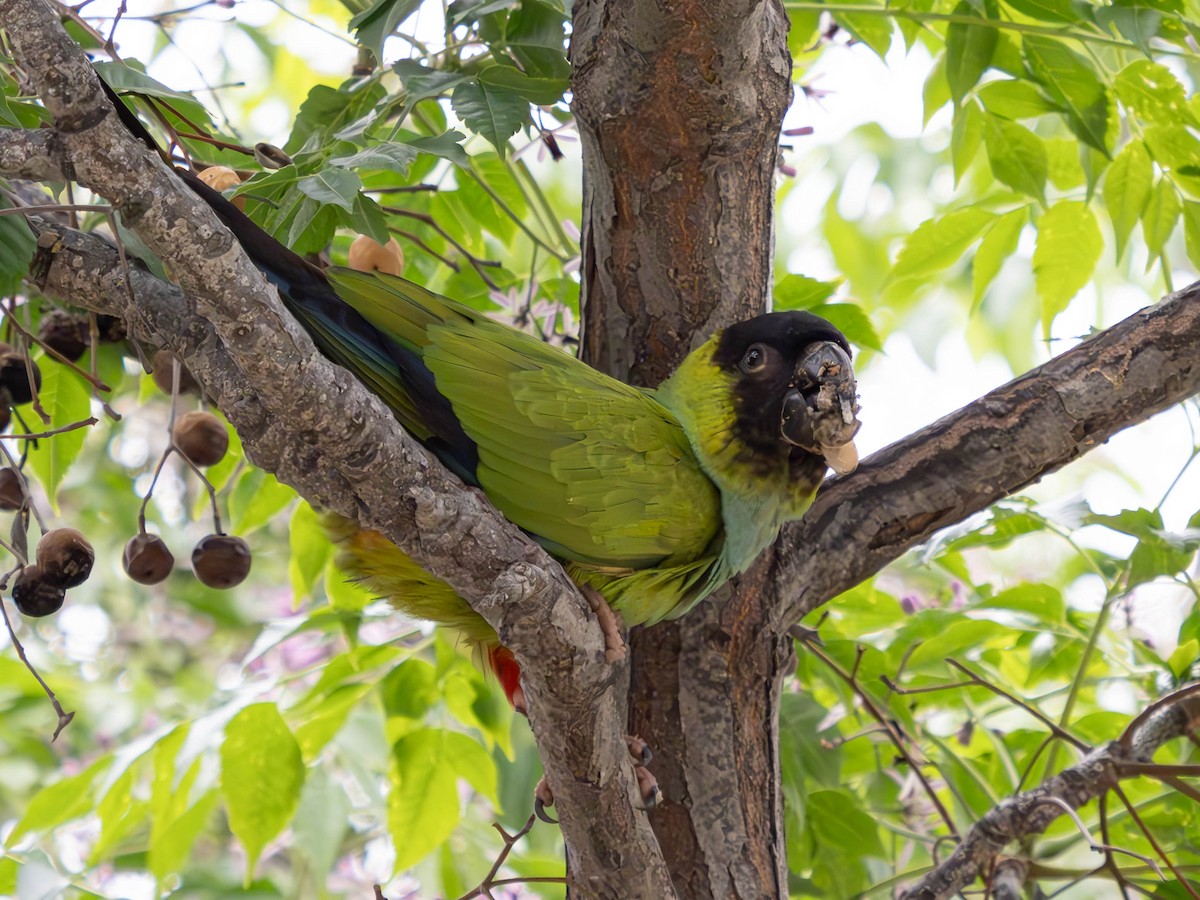 Nanday Parakeet - ML618264305