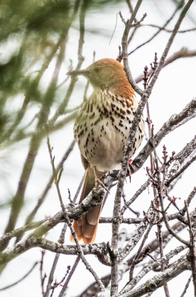 Brown Thrasher - Amanda Dulworth