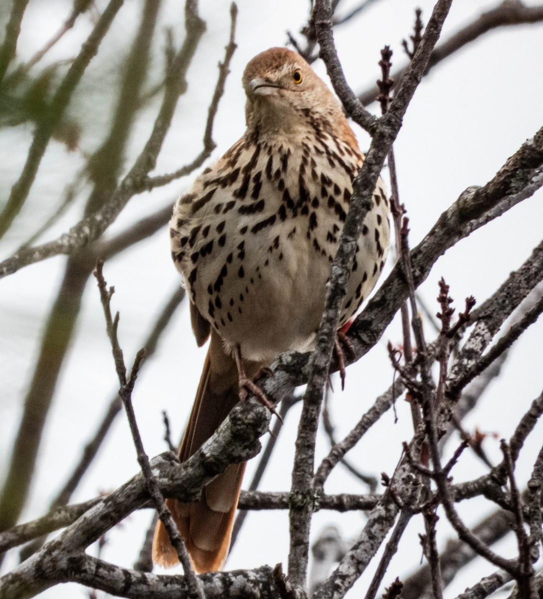 Brown Thrasher - Amanda Dulworth