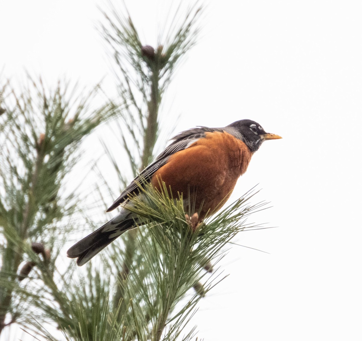 American Robin - Amanda Dulworth