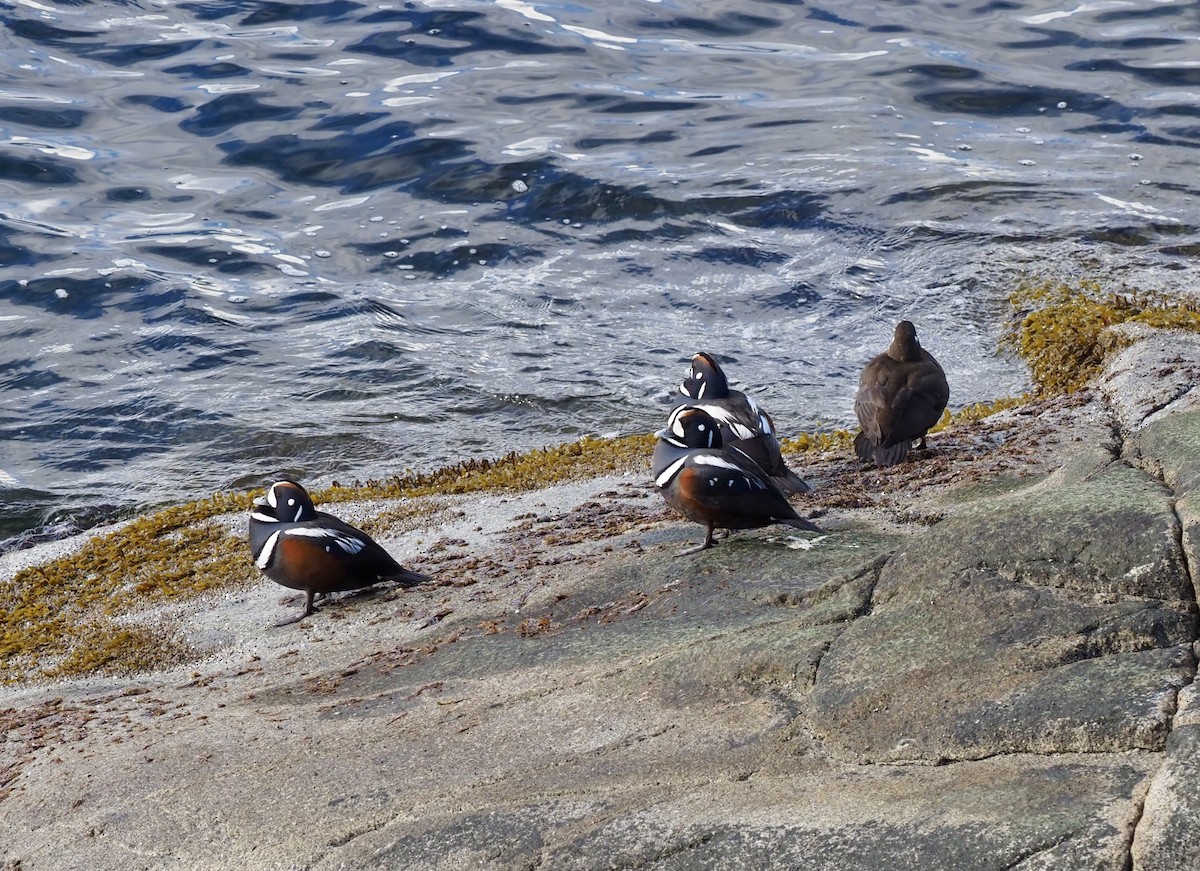 Harlequin Duck - ML618264342