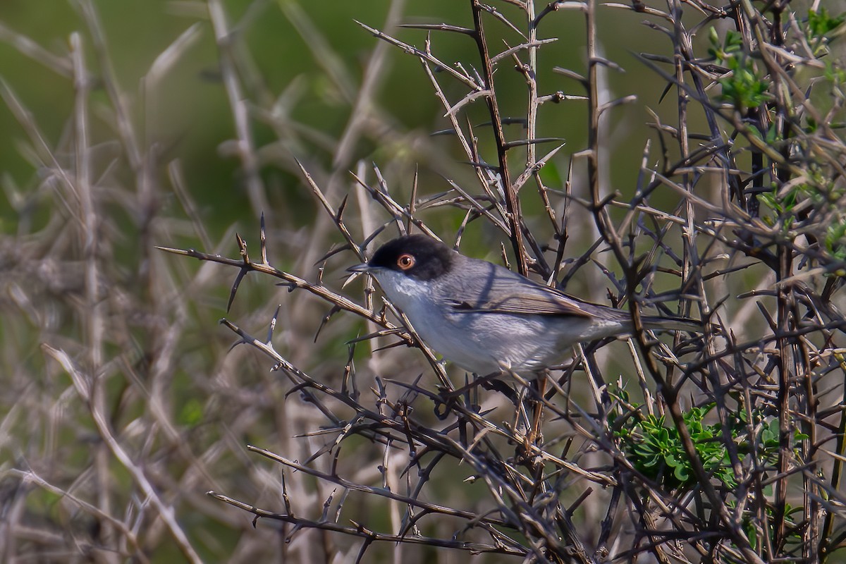 Sardinian Warbler - Assaf Levy