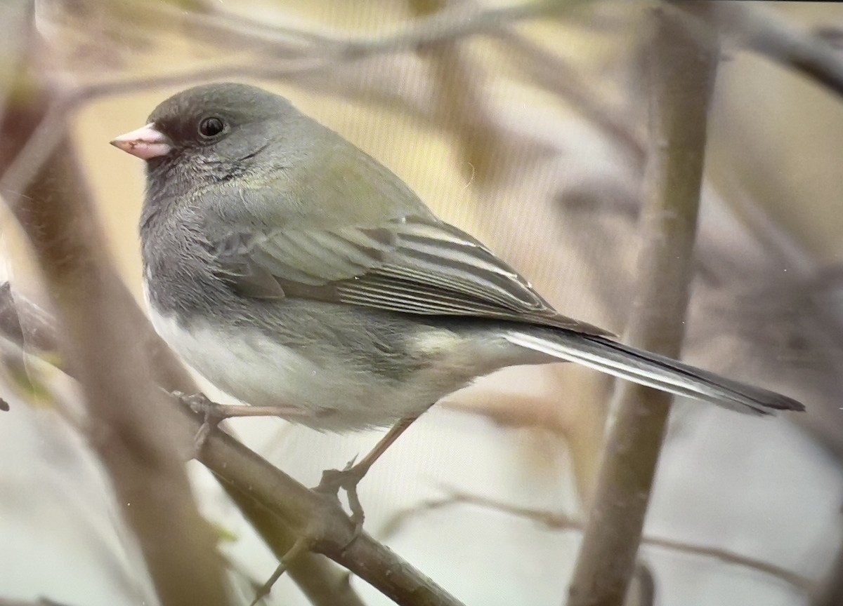 Dark-eyed Junco - Always An Adventure Inc. Team