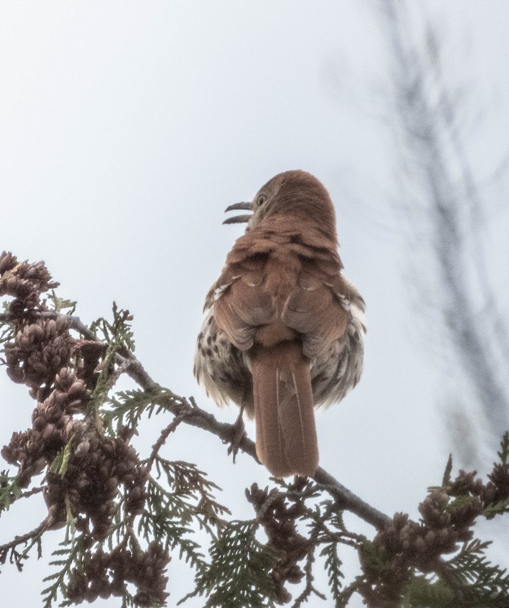 Brown Thrasher - Amanda Dulworth