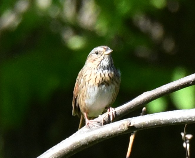 Lincoln's Sparrow - Richard Connors