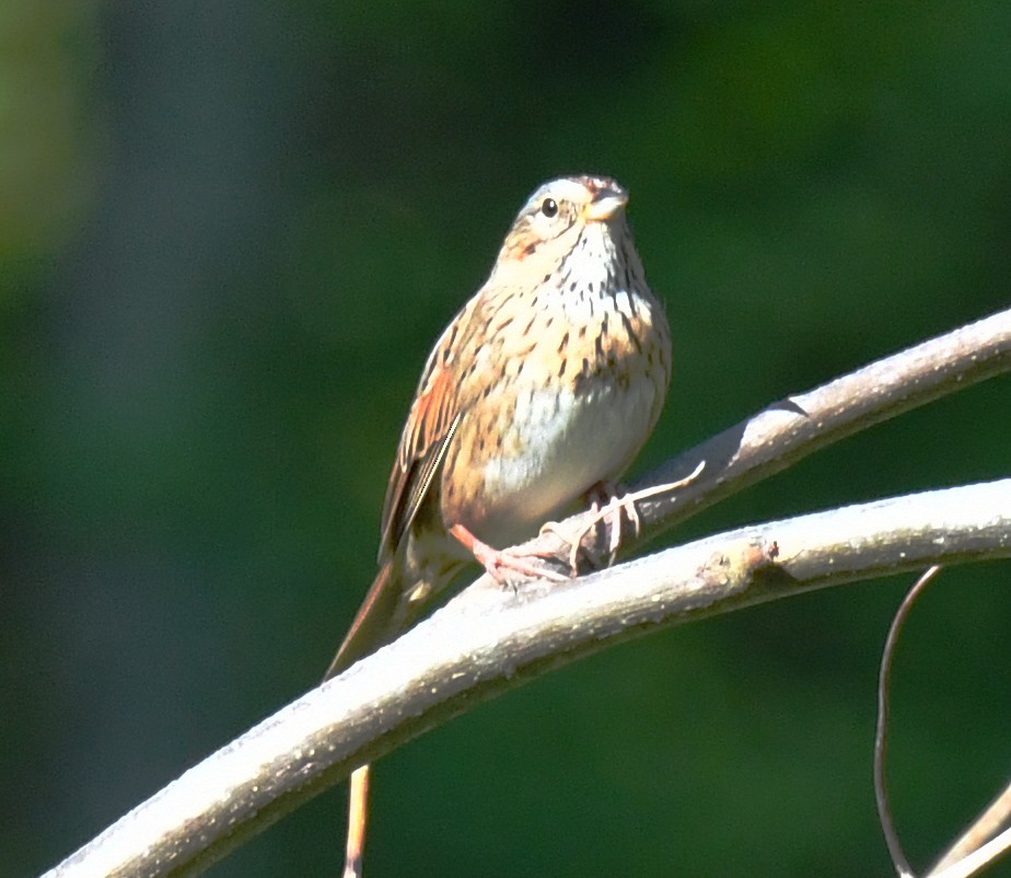 Lincoln's Sparrow - Richard Connors