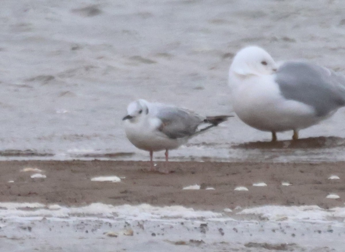 Mouette de Bonaparte - ML618264395