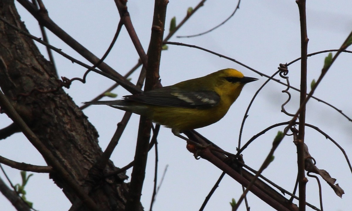 Golden-winged x Blue-winged Warbler (hybrid) - ML618264431