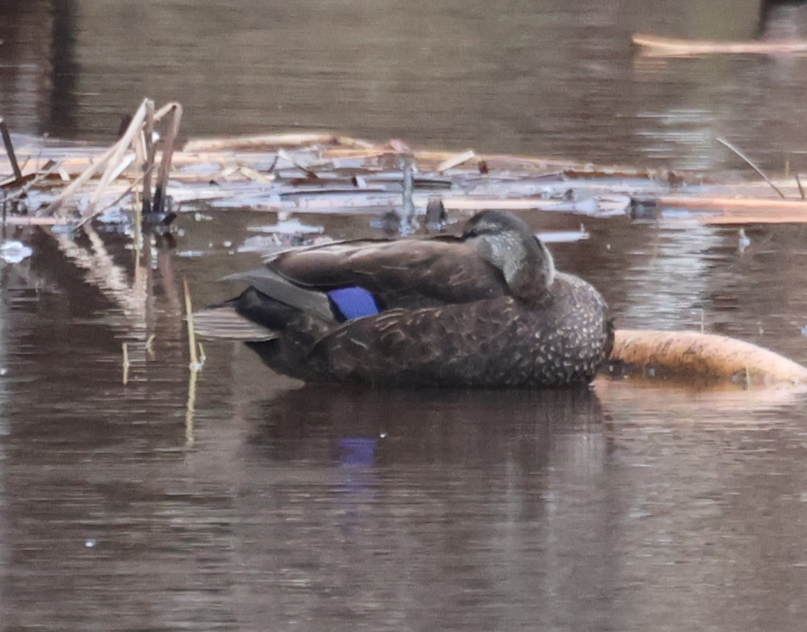 American Black Duck - Ken McKenna