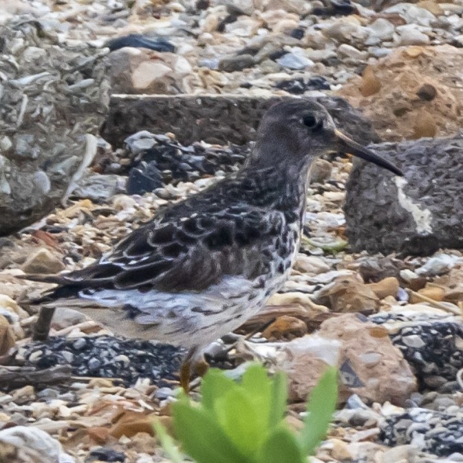 Purple Sandpiper - ML618264462