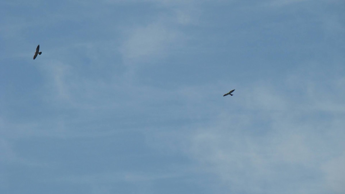 Mississippi Kite - Brynn Fricke