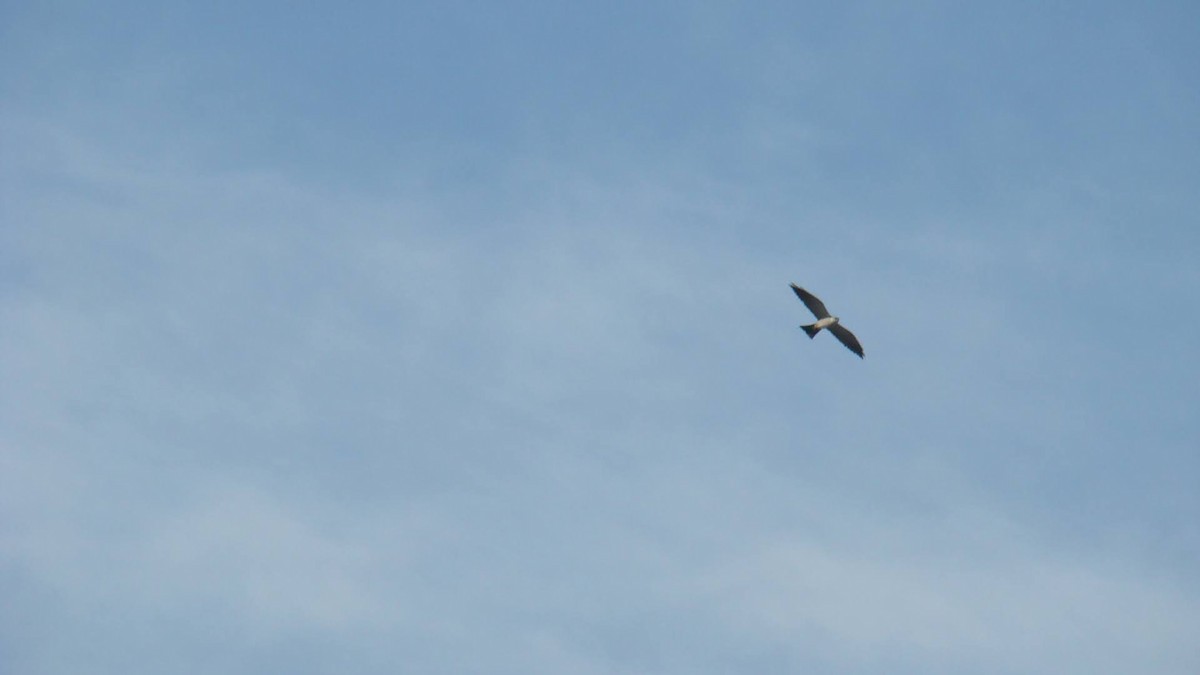 Mississippi Kite - Brynn Fricke