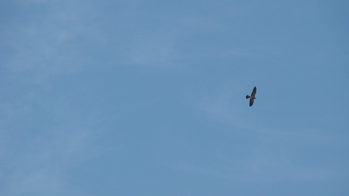 Mississippi Kite - Brynn Fricke